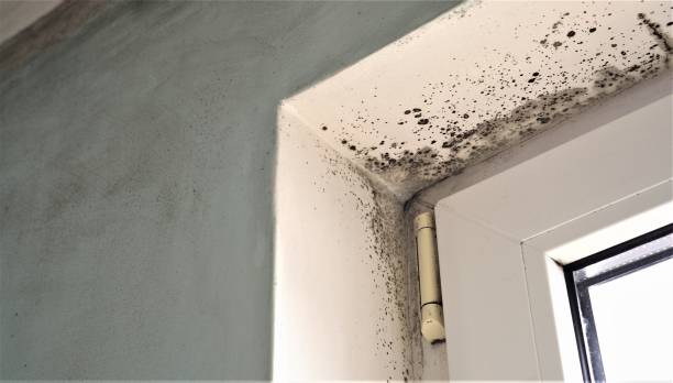 Best Dehumidification Services  in Park Hills, MO