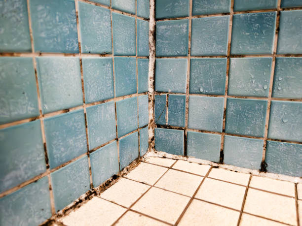 Best HVAC Mold Inspection and Cleaning  in Park Hills, MO