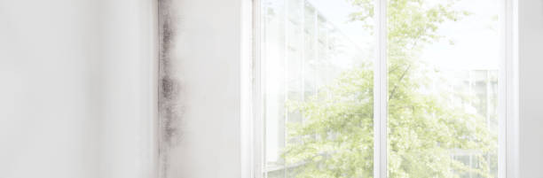Best Post-Construction Mold Inspection  in Park Hills, MO