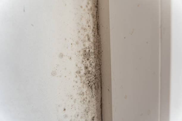 Best Black Mold Removal  in Park Hills, MO