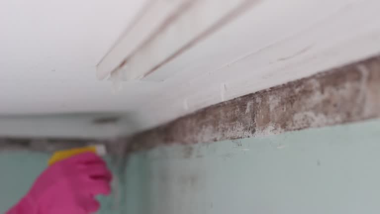 Best Basement Mold Removal  in Park Hills, MO
